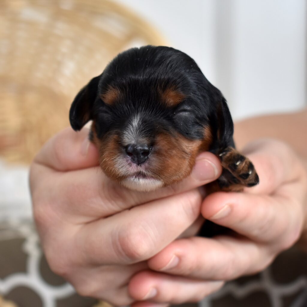 black and tan cavalier