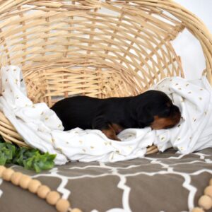 black and tan cavalier king charles