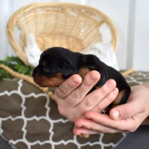 black and tan cavalier king charles spaniel