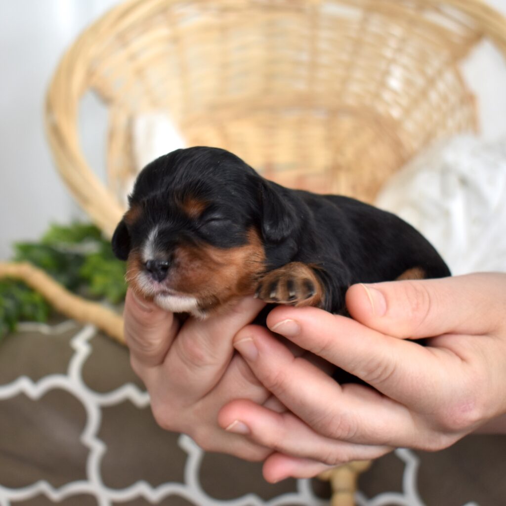 black and tan cavalier king charles spaniel