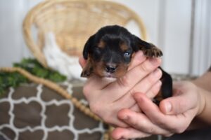 black and tan cavalier spaniel