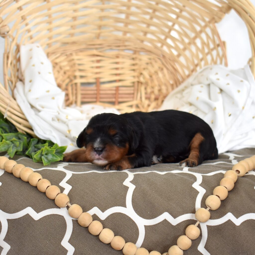 black and tan cavalier spaniel