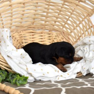 black and tan king charles cavalier