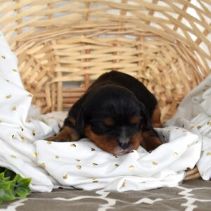 black and tan king charles cavalier
