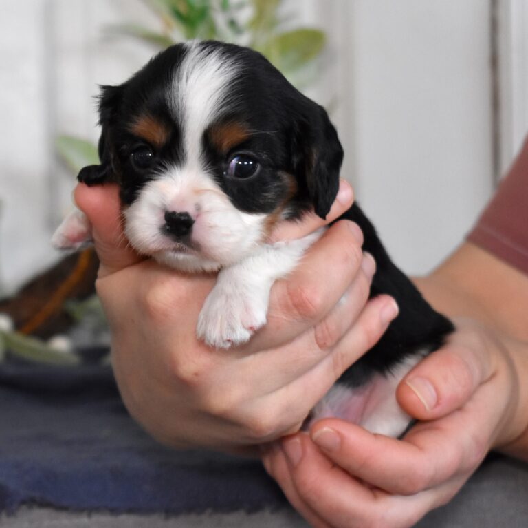 breeders cavalier king charles