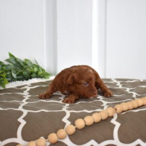 breeders of toy poodles