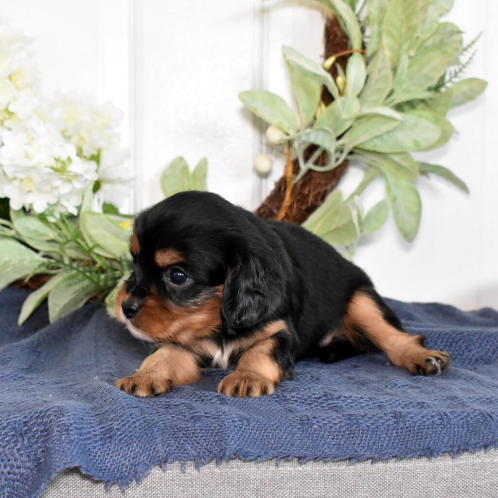 cavalier king charles