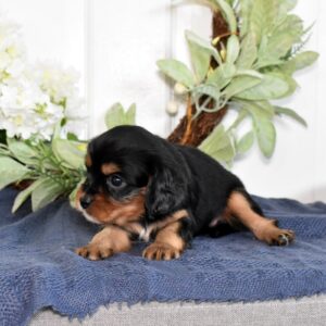 cavalier king charles