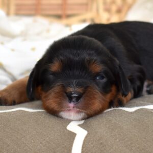 cavalier king charles black and tan