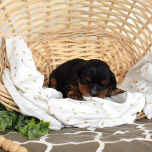 cavalier king charles black and tan