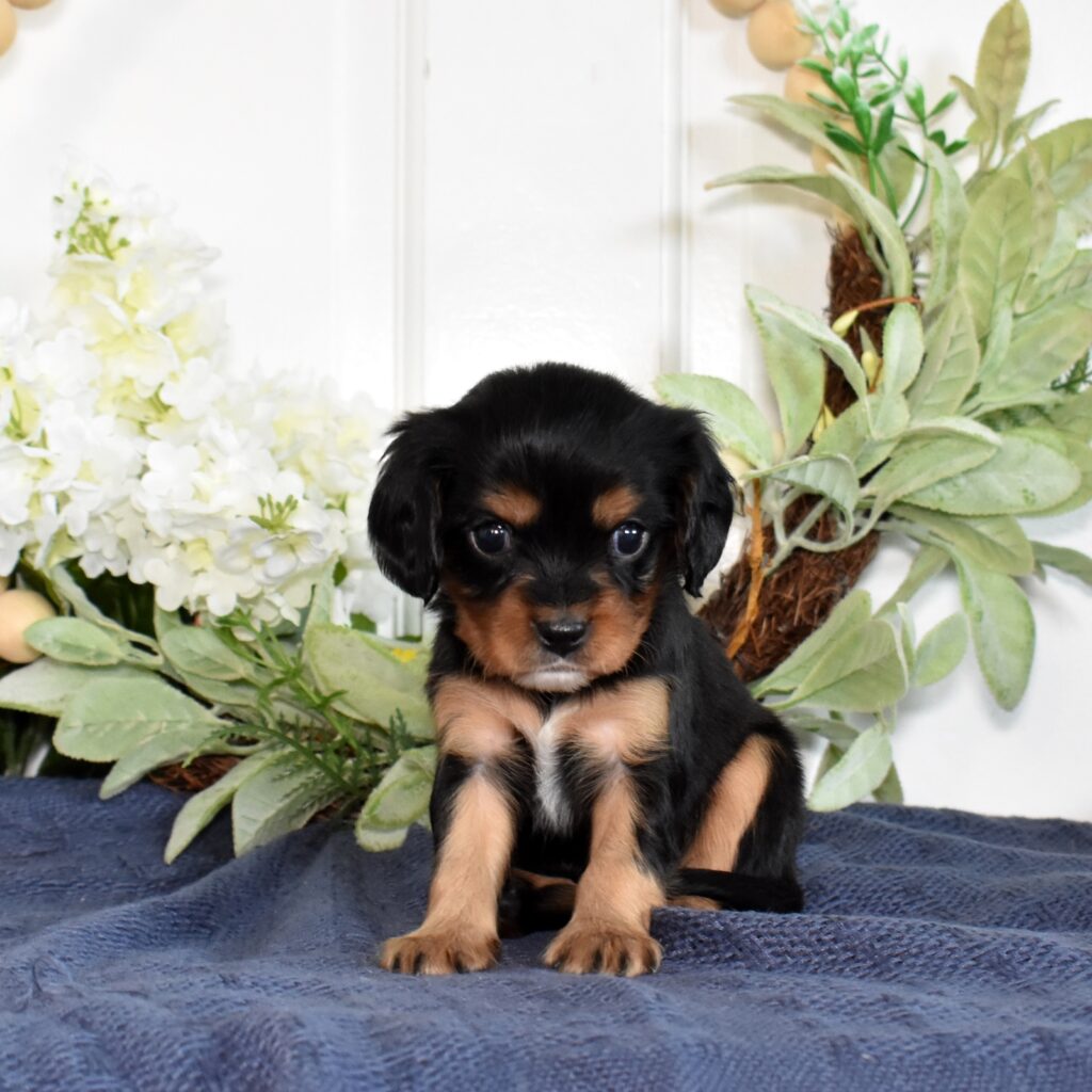 cavalier king charles cavalier puppies
