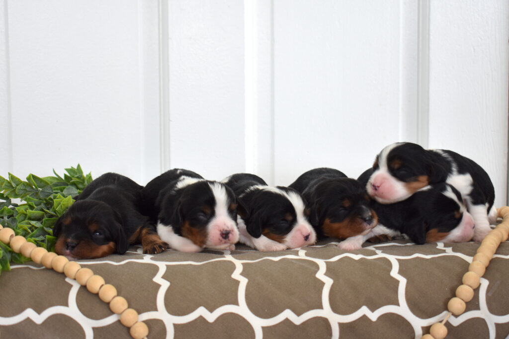 cavalier king charles cavalier puppies