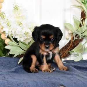 cavalier king charles spaniel