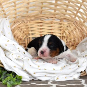 cavalier king charles spaniel