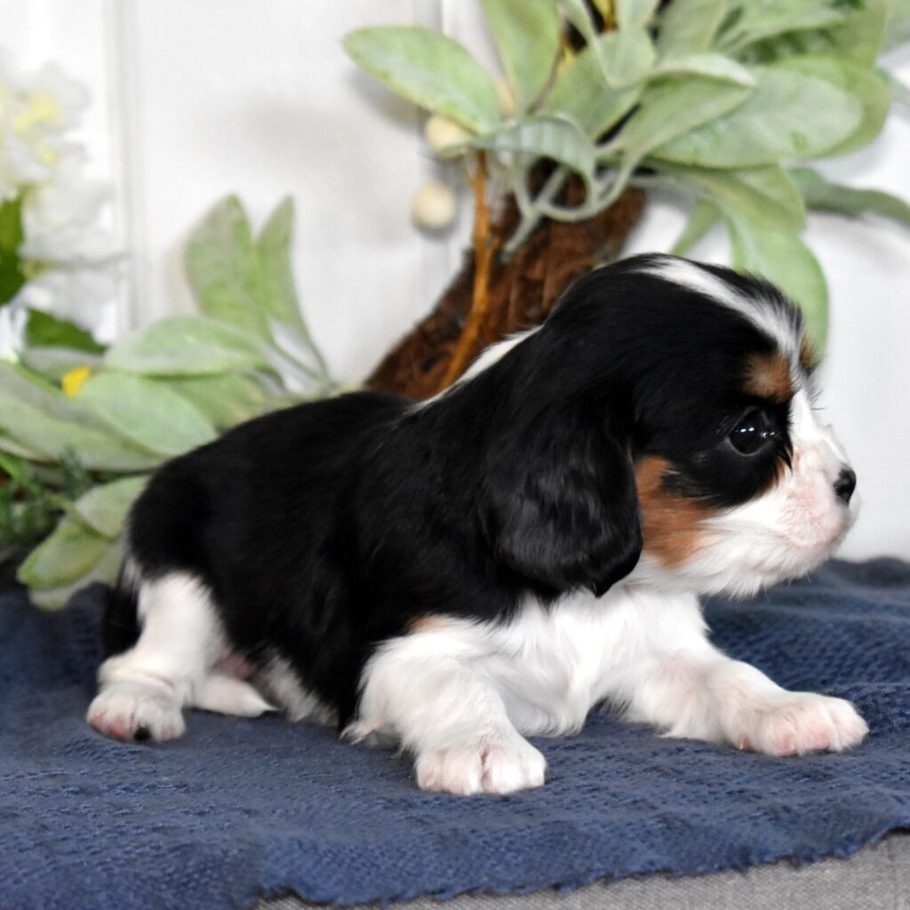 cavalier king charles spaniel adoption