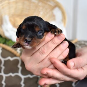 cavalier king charles spaniel black and tan