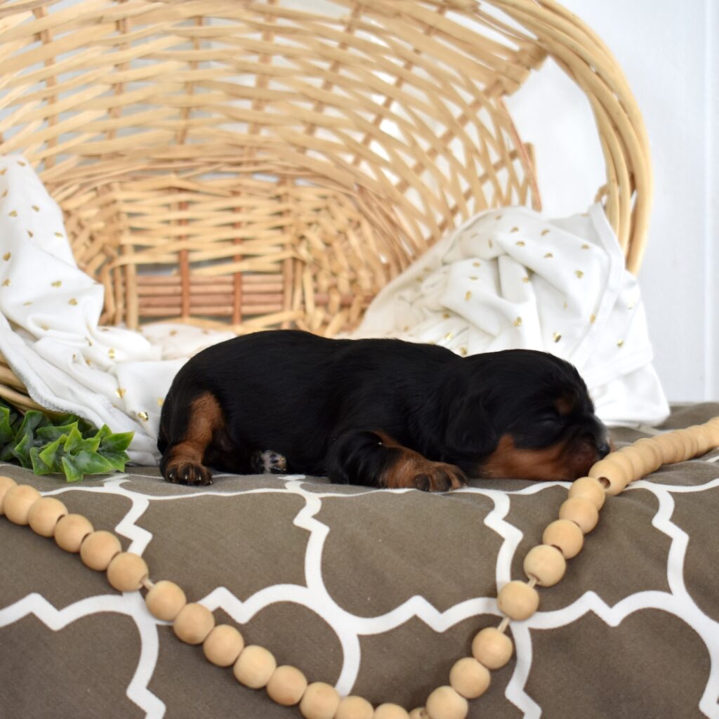 cavalier king charles spaniel black and tan