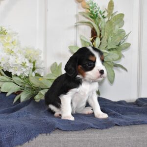 cavalier king charles spaniel breeders