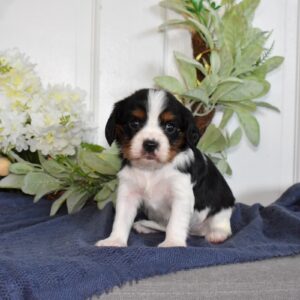 cavalier king charles spaniel colors tri color