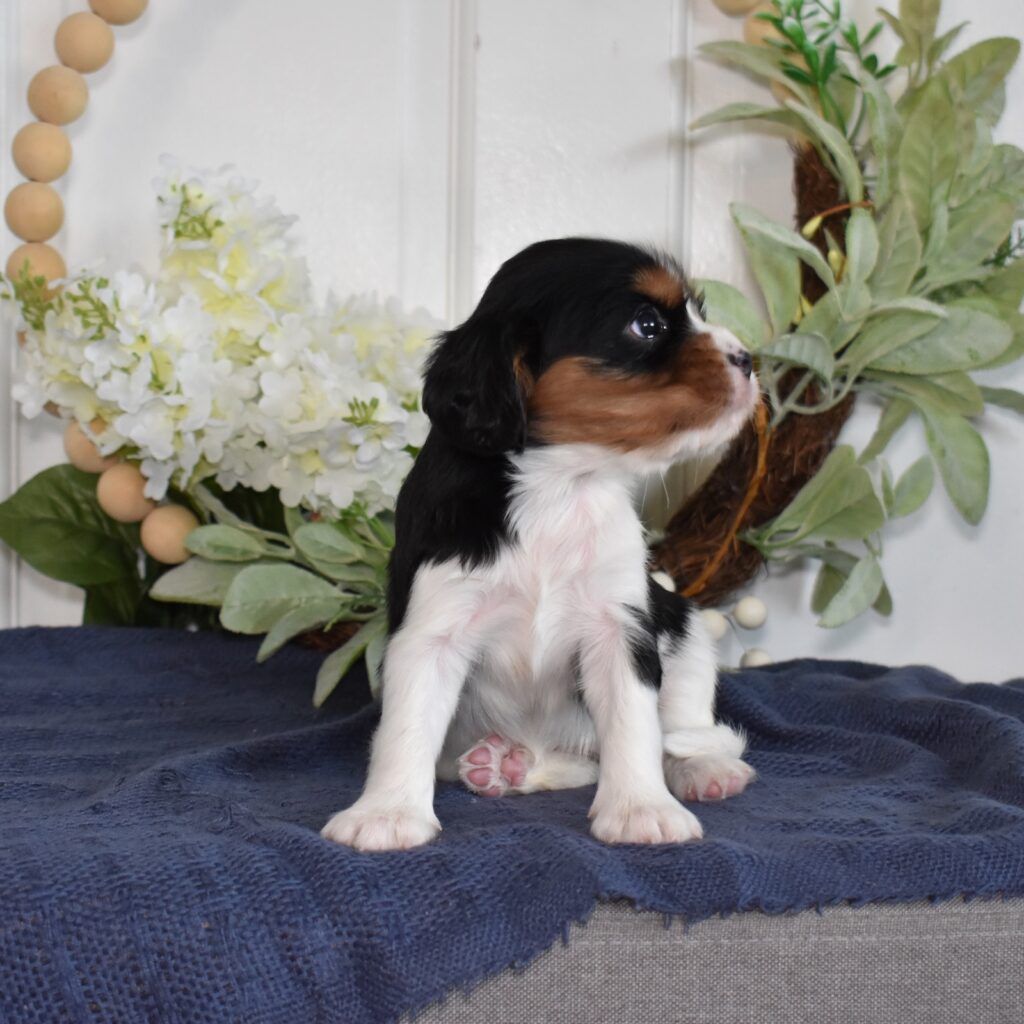 cavalier king charles spaniel colors tri color