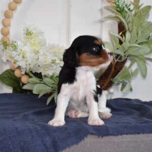 cavalier king charles spaniel colors tri color