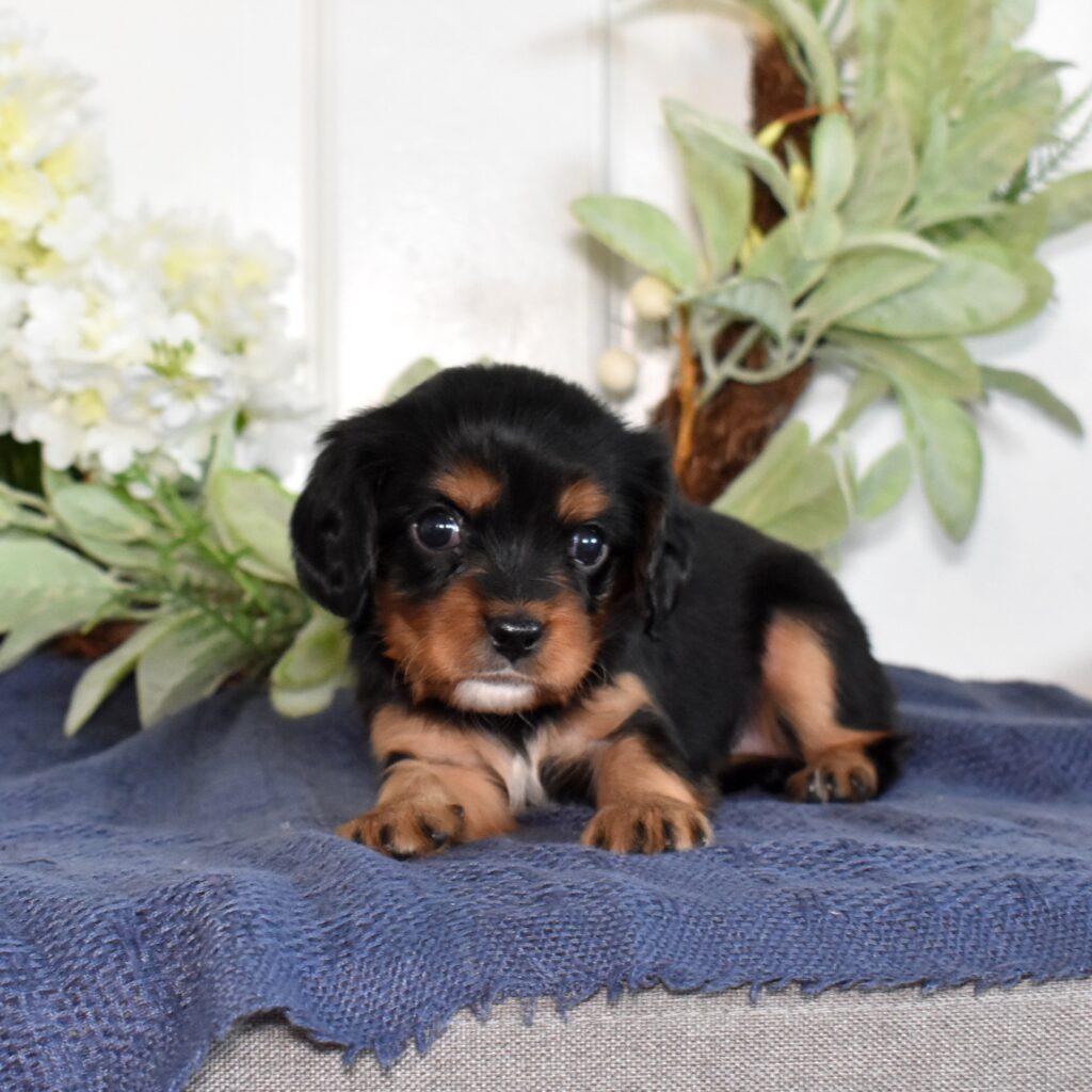 cavalier king charles spaniel for sale