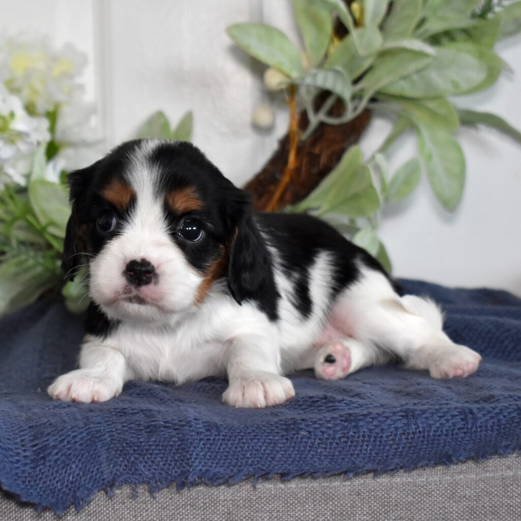 cavalier king charles spaniel puppies
