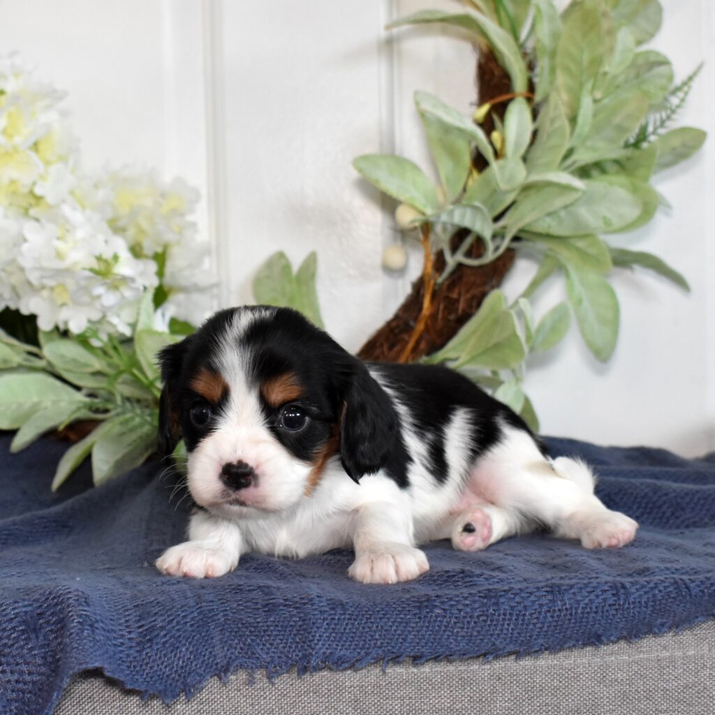 cavalier king charles spaniel puppies for sale