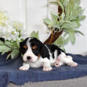 cavalier king charles spaniel puppies for sale