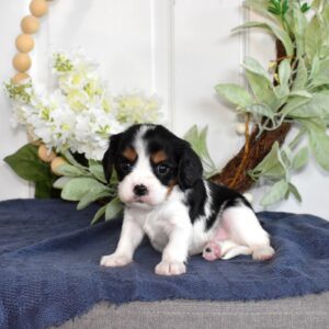cavalier king charles spaniel puppy