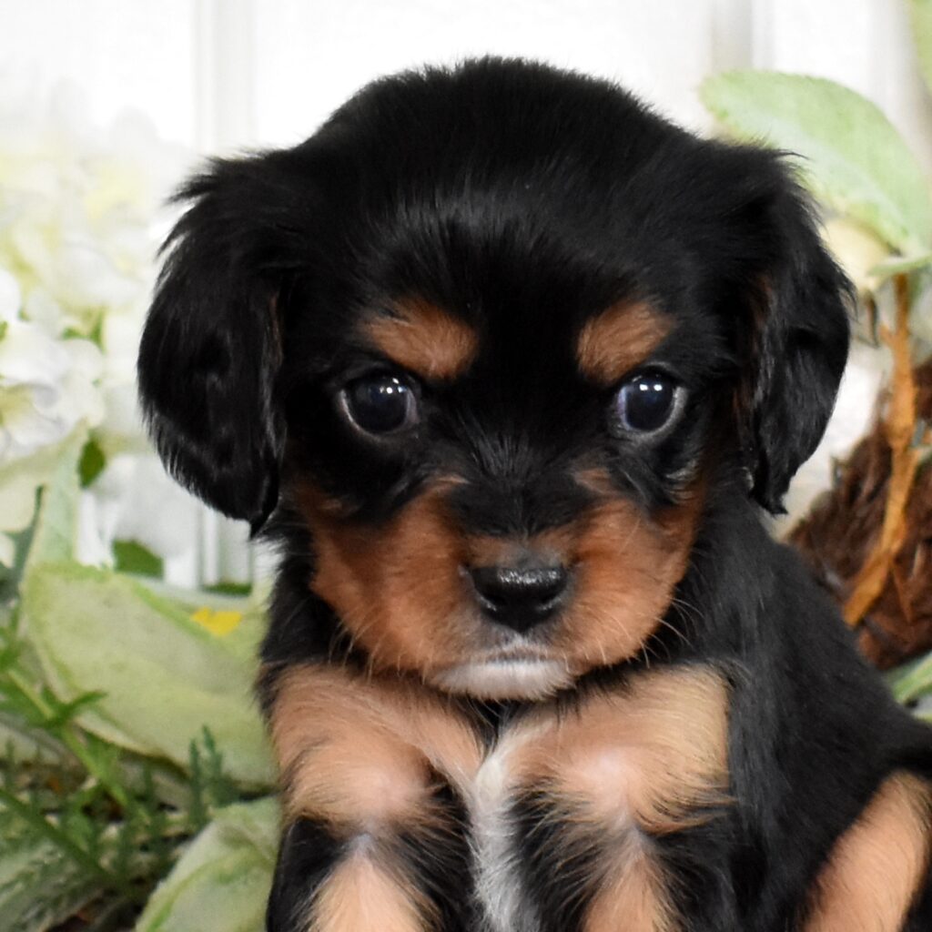 cavalier king charles spaniel spaniel