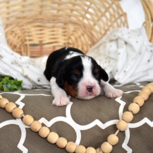 cavalier king charles spaniel tri color