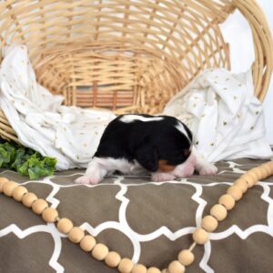 cavalier king charles spaniel tri color