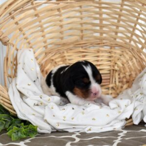 cavalier king charles spaniel tri color