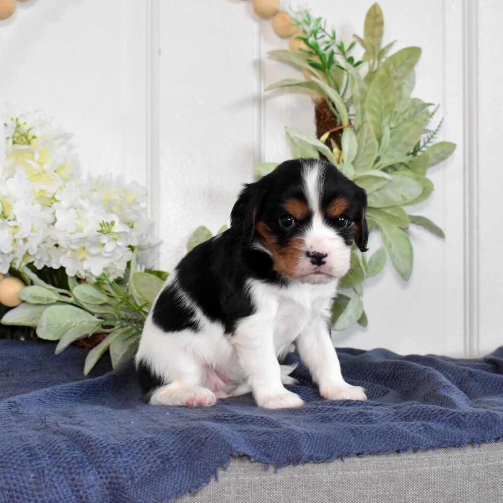 cavalier king charles spaniel tri color