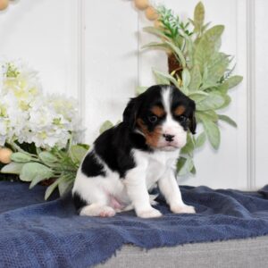 cavalier king charles spaniel tri color