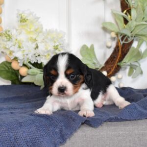 cavalier king charles spaniel tri color