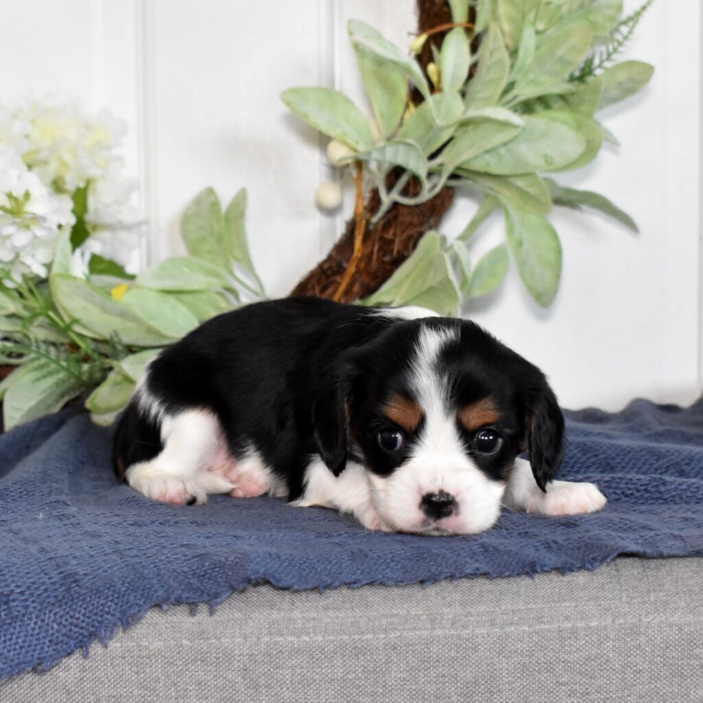 cavalier king charles spaniels
