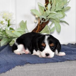 cavalier king charles spaniels