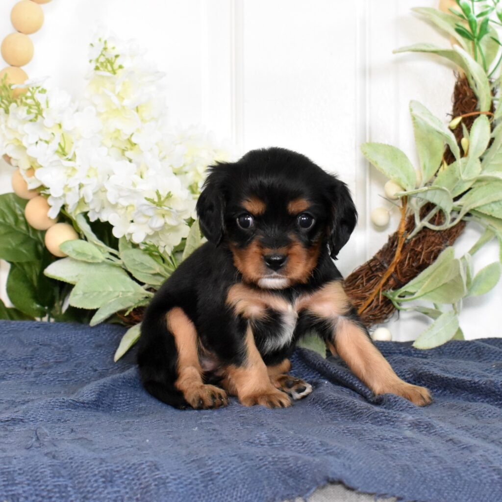 king charles cavalier