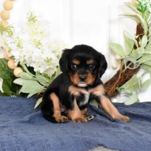 king charles cavalier