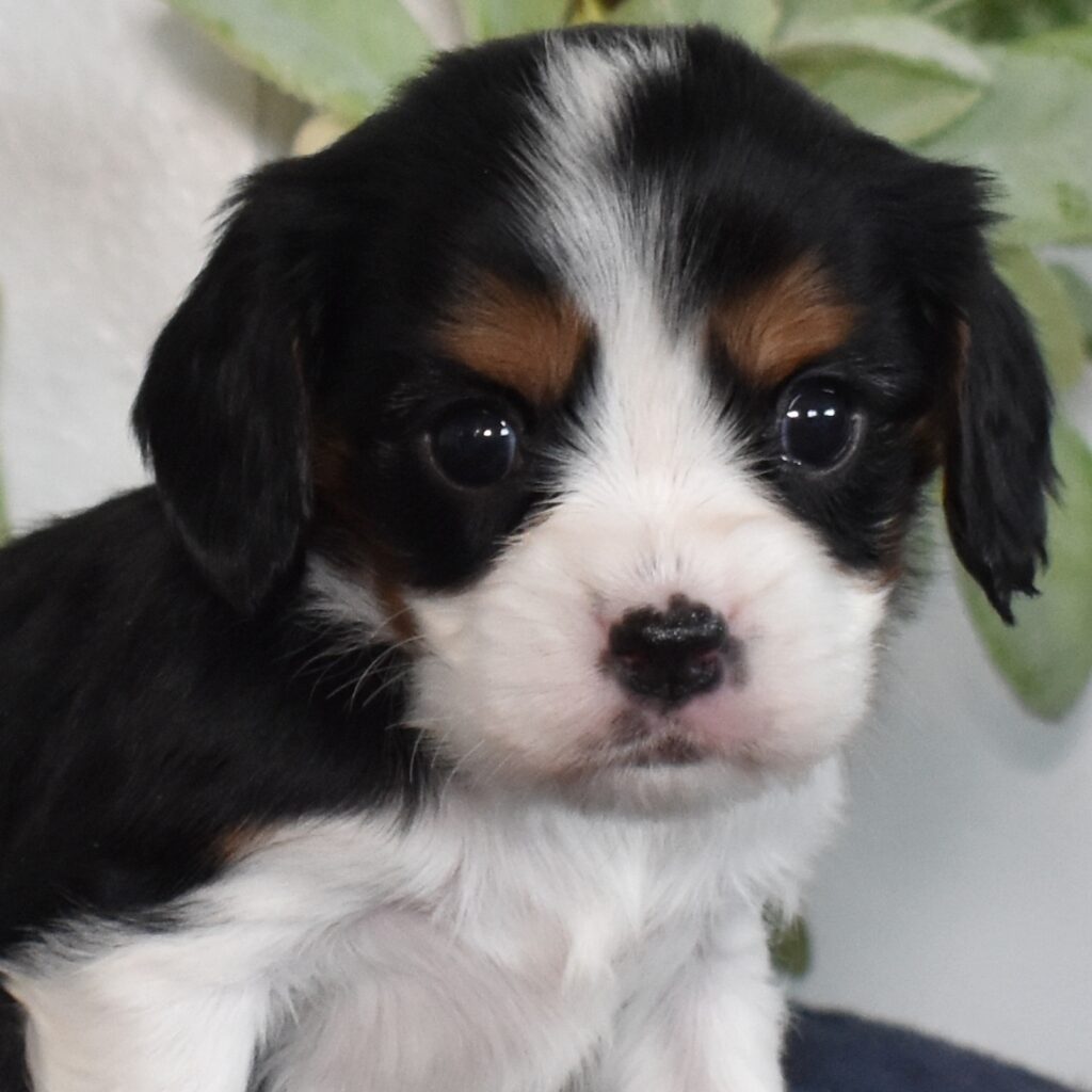 king charles cavalier for sale