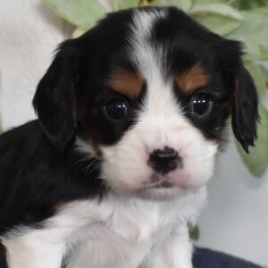 king charles cavalier for sale