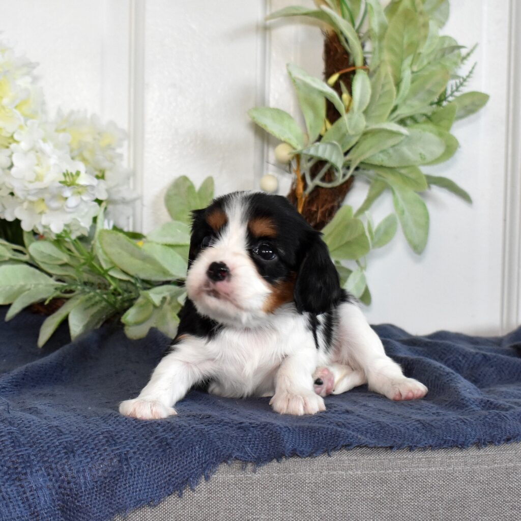 king charles cavalier puppies
