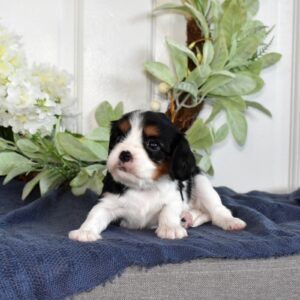 king charles cavalier puppies