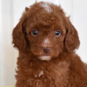 mini red toy poodle