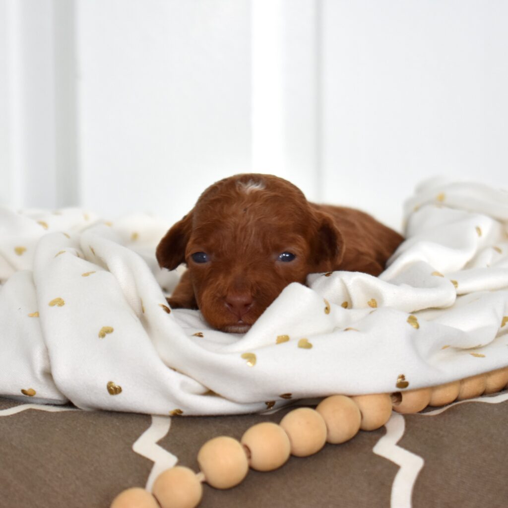 pictures of toy poodles