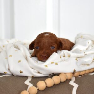 pictures of toy poodles