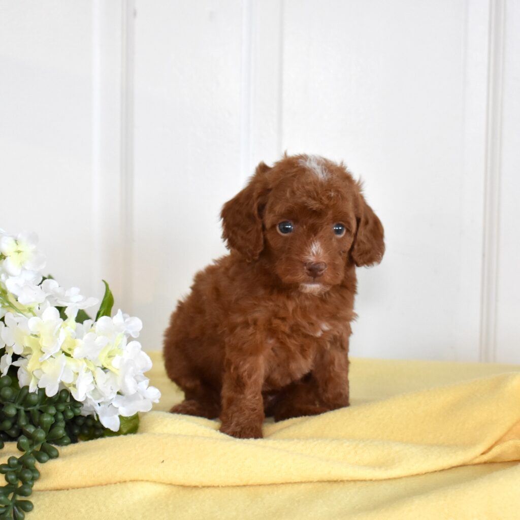 red mini toy poodle