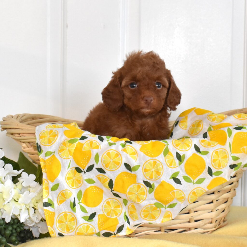 red toy poodle